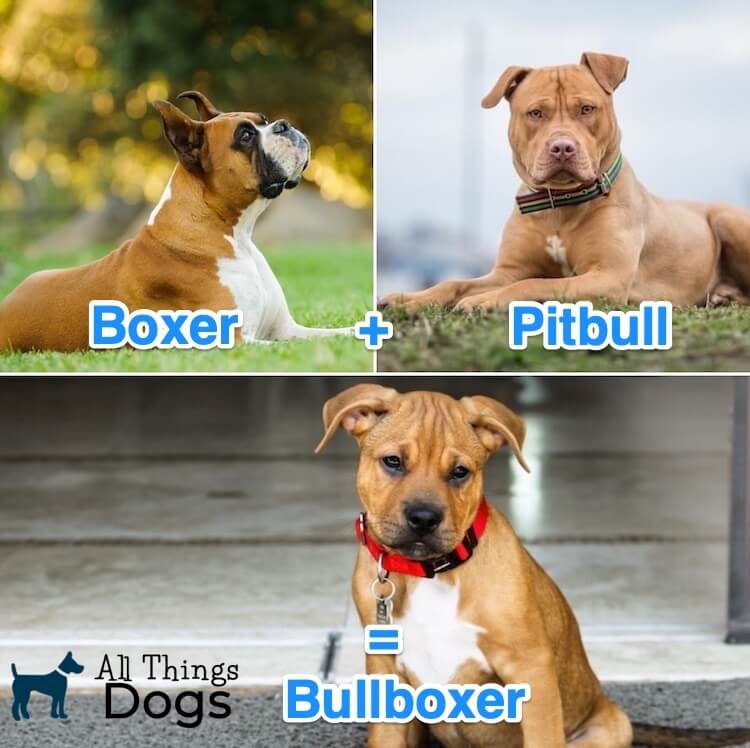 Everything You Need to Know About Boxer Pitbull Mixes as Family Pets