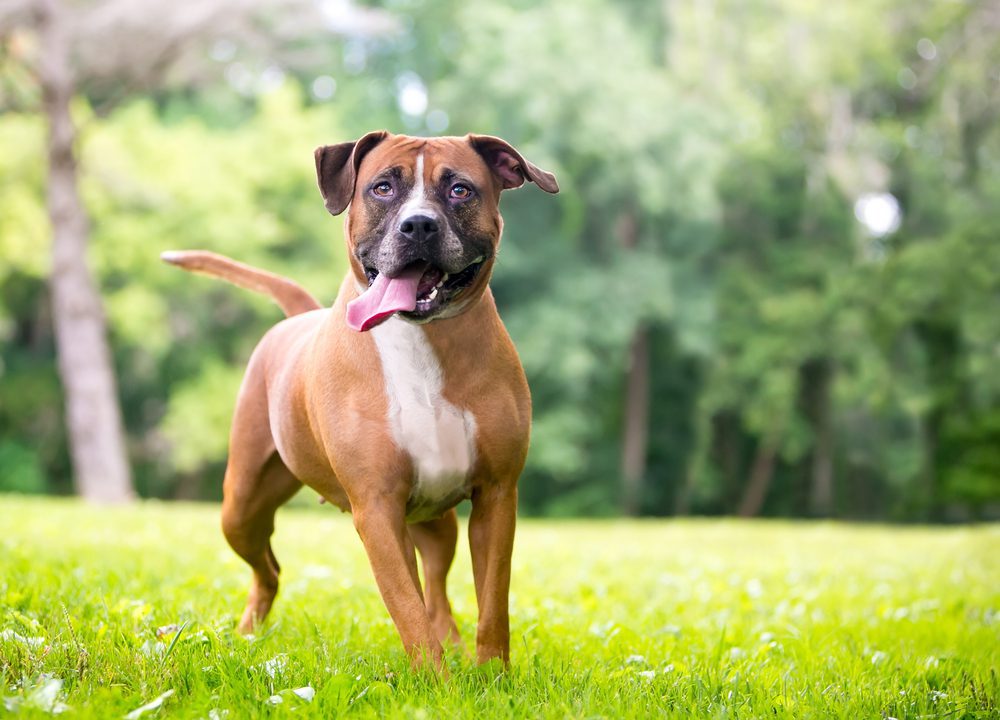 Everything You Need to Know About Boxer Pitbull Mixes as Family Pets