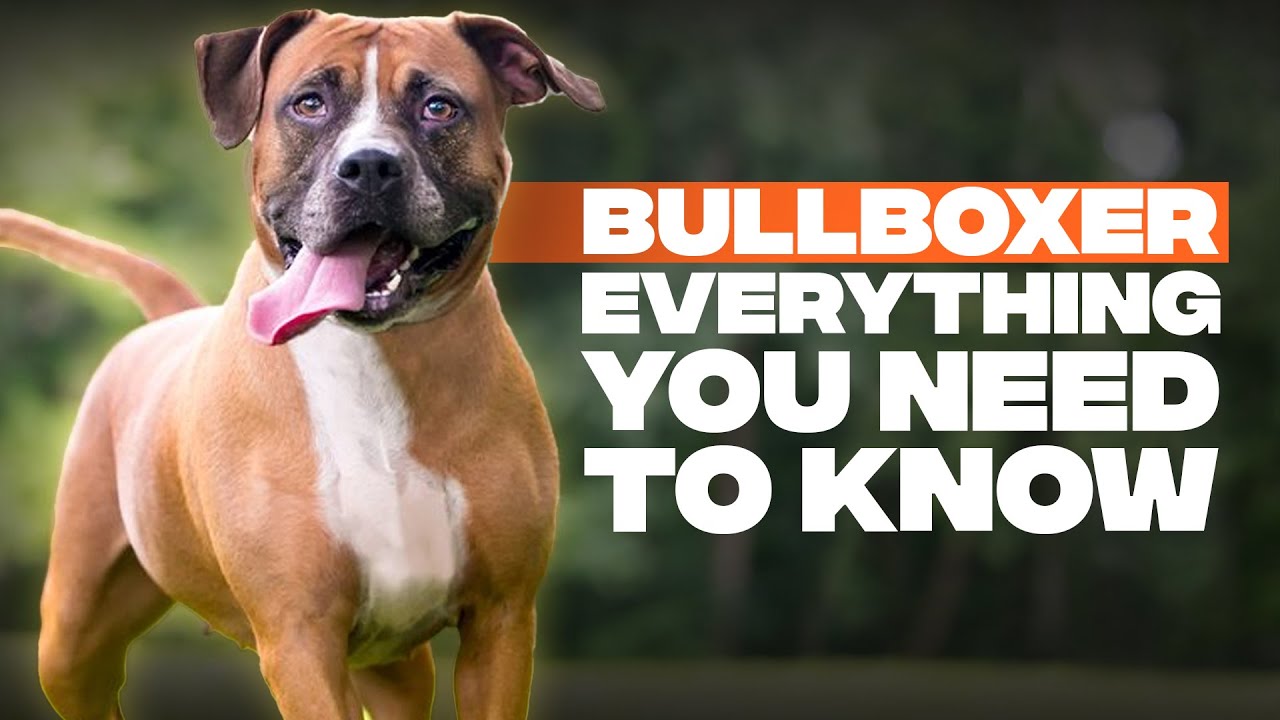 Everything You Need to Know About Boxer Pitbull Mixes as Family Pets