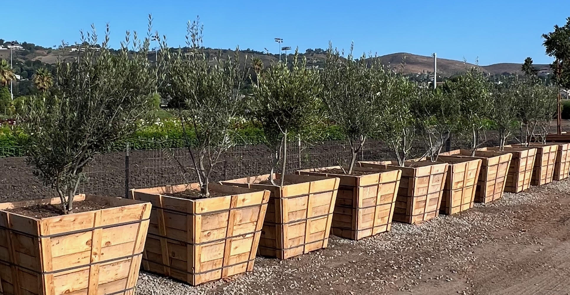 Buy Olive Trees 36 Box: Enhance Your Landscape with Elegance