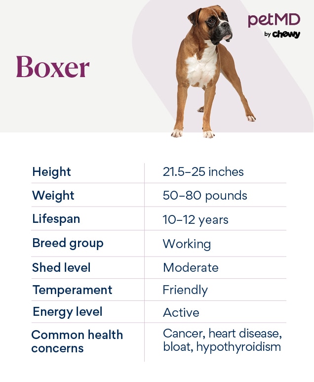 Everything You Need to Know About the White Boxer Dog: Appearance, Care, and Health