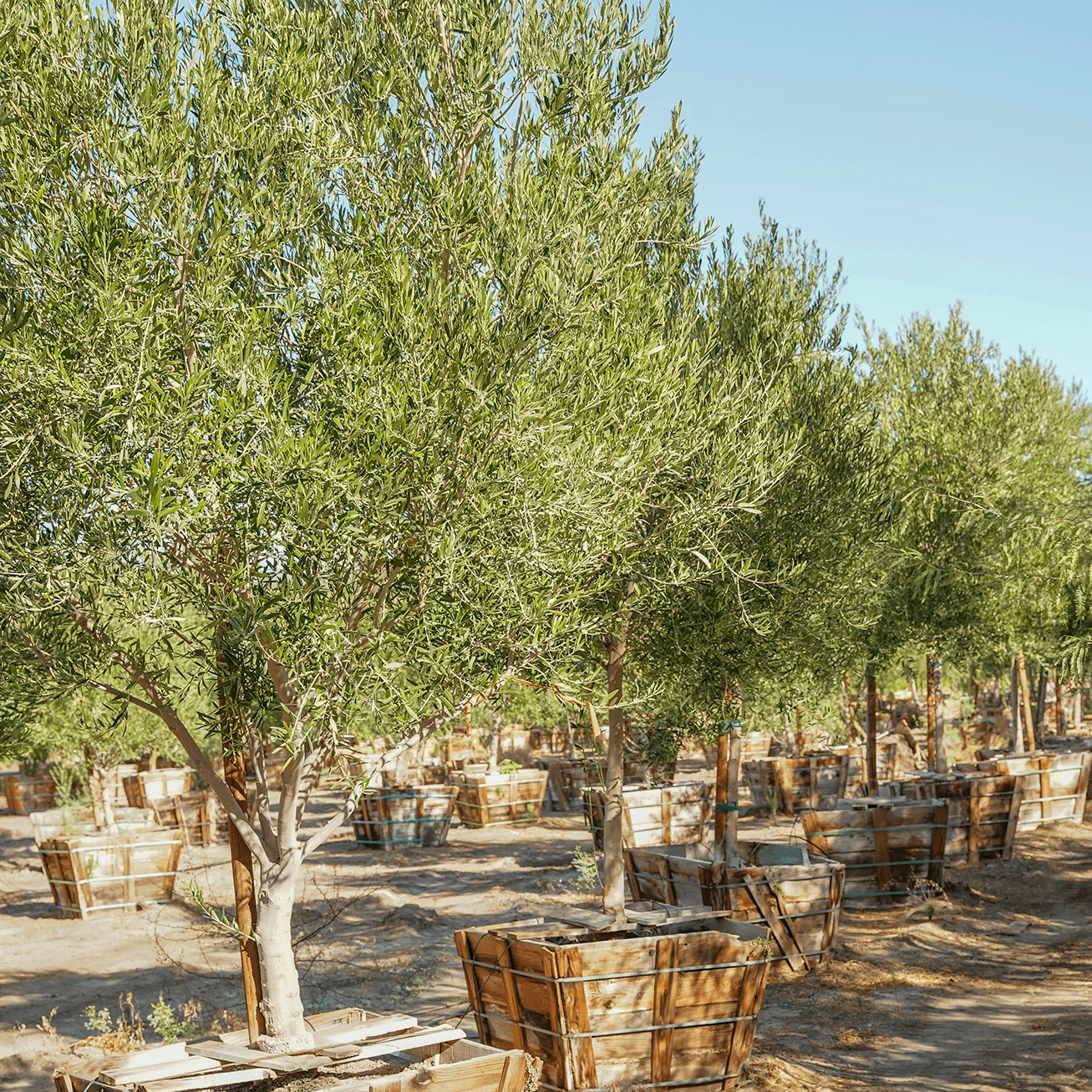 Olive Trees 24 Box: Drought-Tolerant & Medium-Sized | Buy Now!