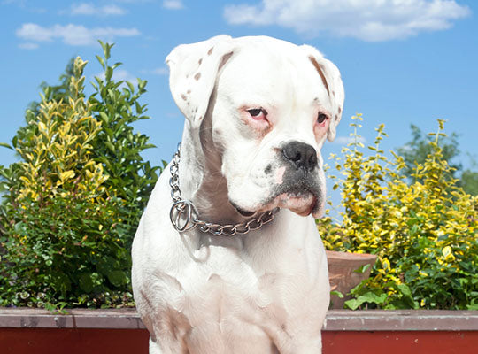 Everything You Need to Know About the White Boxer Dog: Appearance, Care, and Health