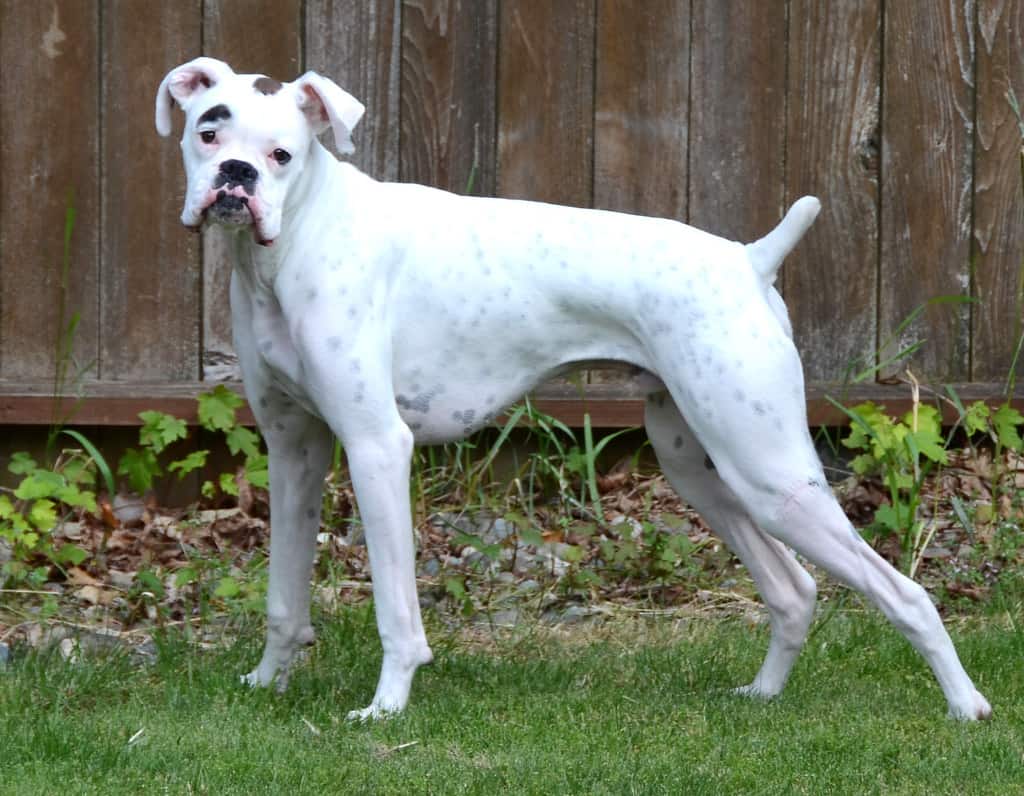 Everything You Need to Know About the White Boxer Dog: Appearance, Care, and Health