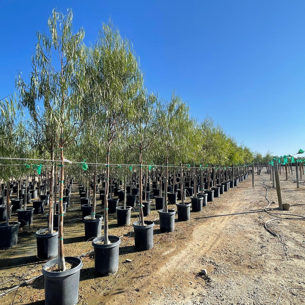 Olive Trees 24 Box: Drought-Tolerant & Medium-Sized | Buy Now!