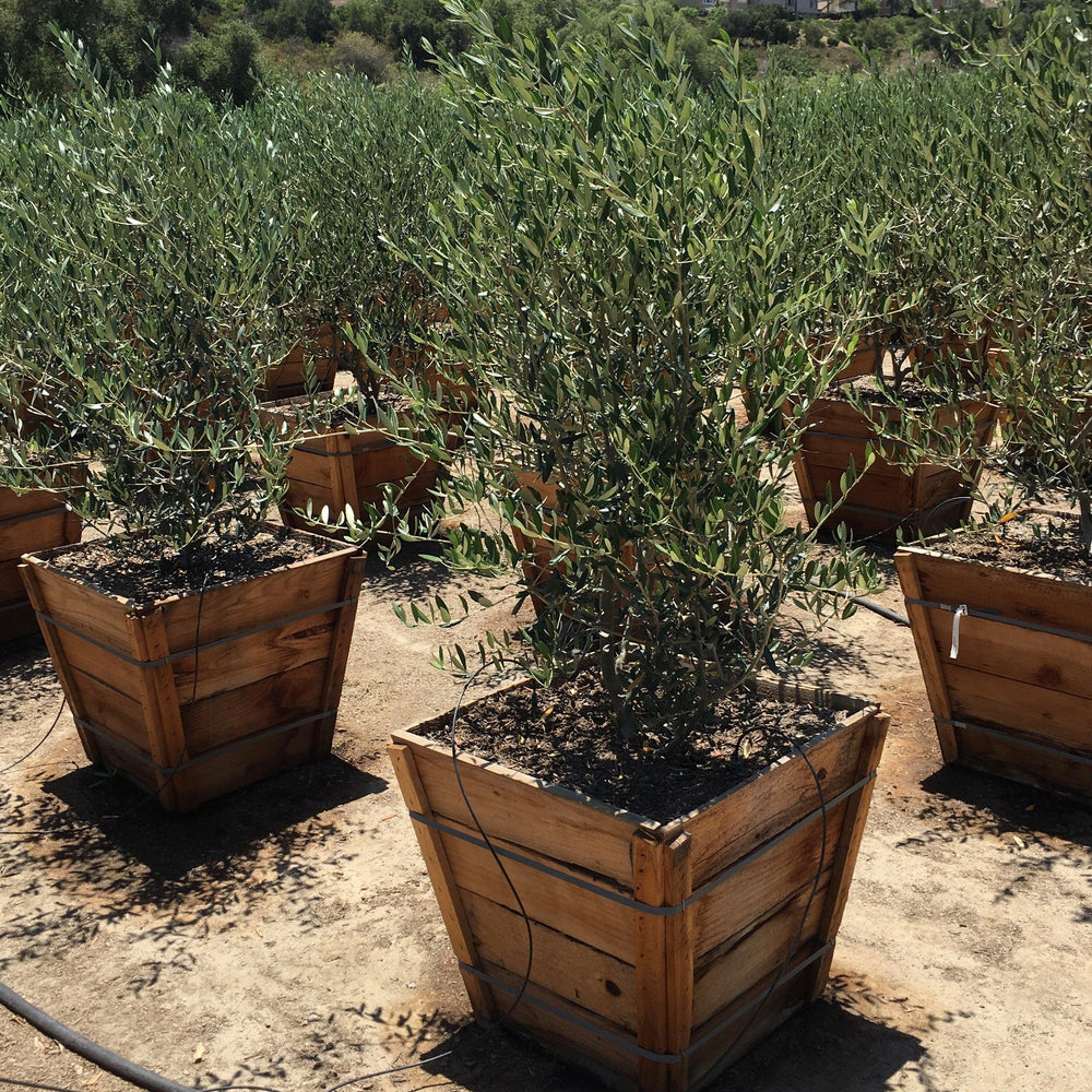 Olive Trees 24 Box: Drought-Tolerant & Medium-Sized | Buy Now!