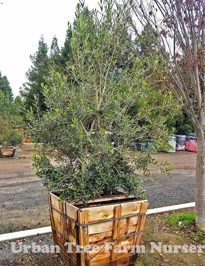 Buy Olive Trees 36 Box: Enhance Your Landscape with Elegance