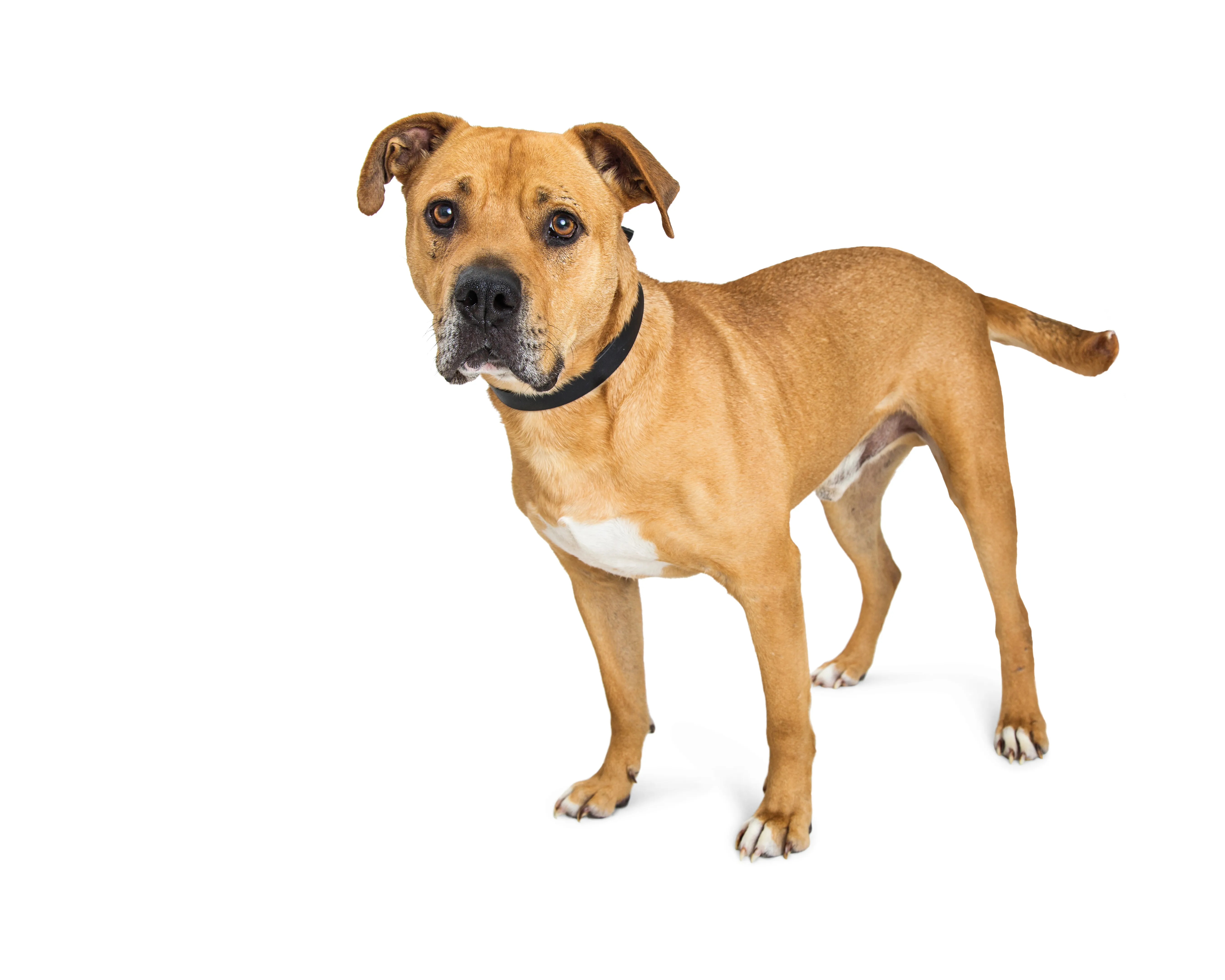 Is a Pit Boxer Mix Right for You? Find Out Now