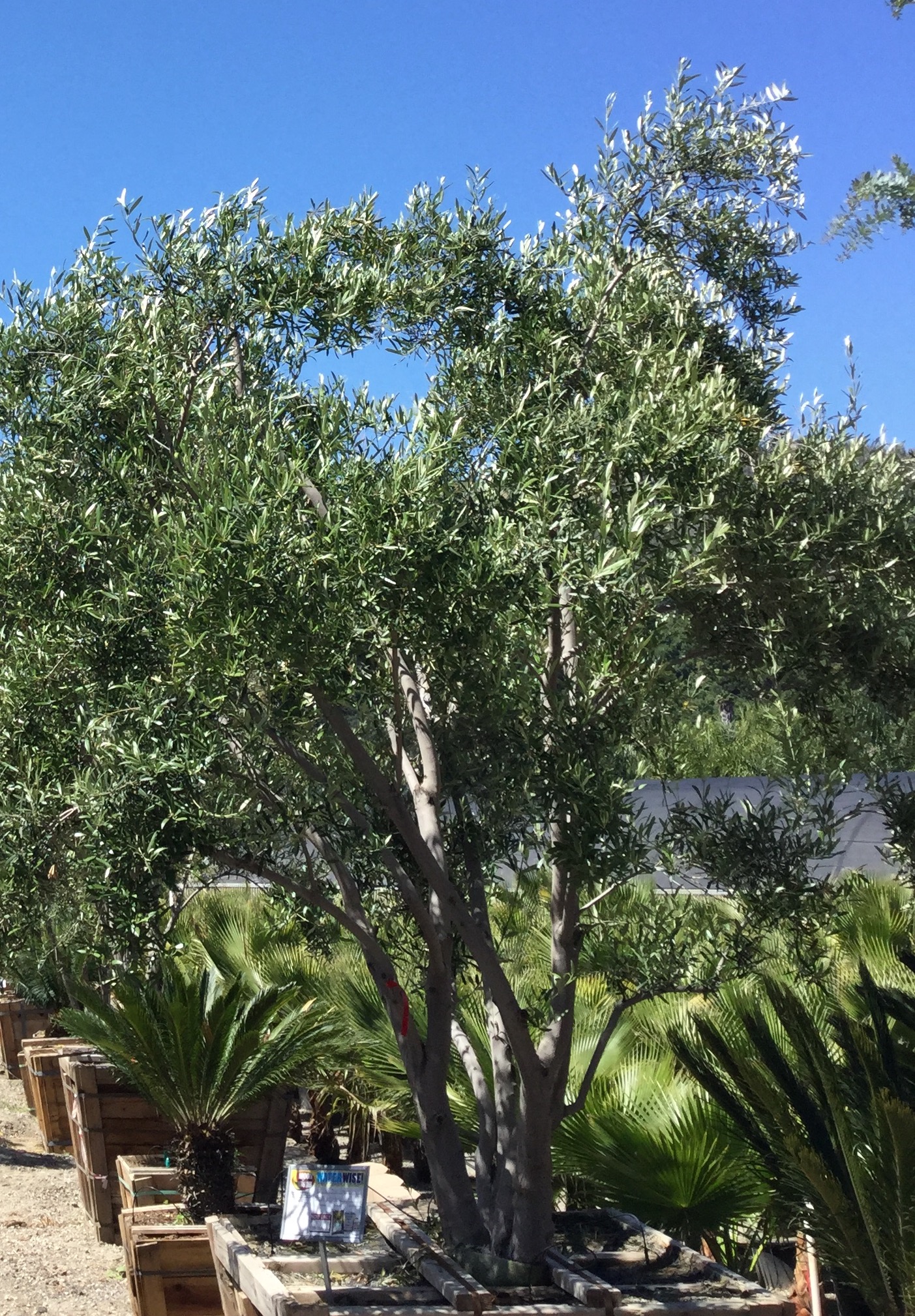 Buy Olive Trees 36 Box: Enhance Your Landscape with Elegance