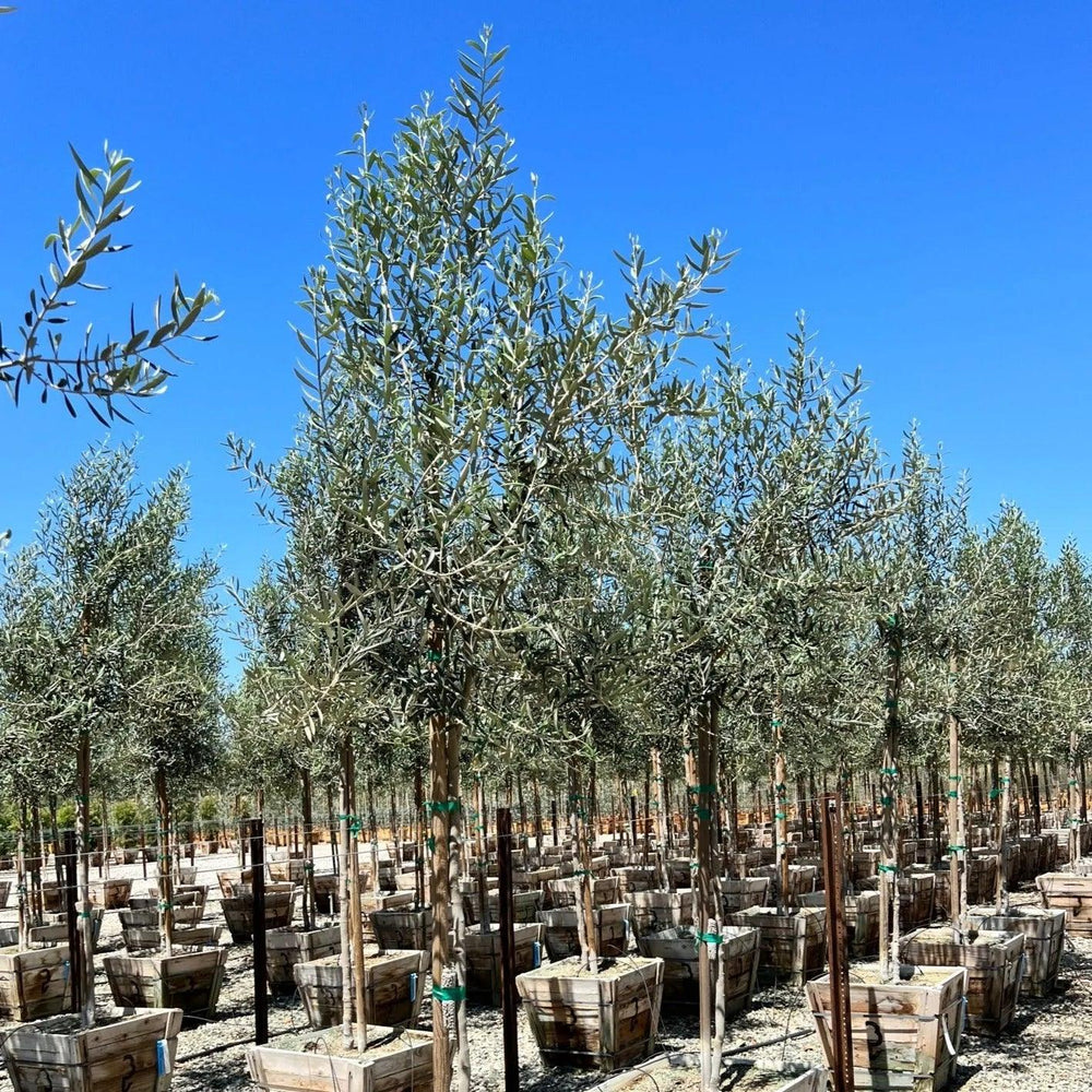 Olive Trees 24 Box: Drought-Tolerant & Medium-Sized | Buy Now!