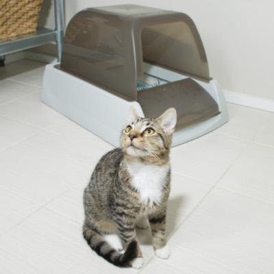 What Is a Fair Price for Changing a Cat Litter Box?