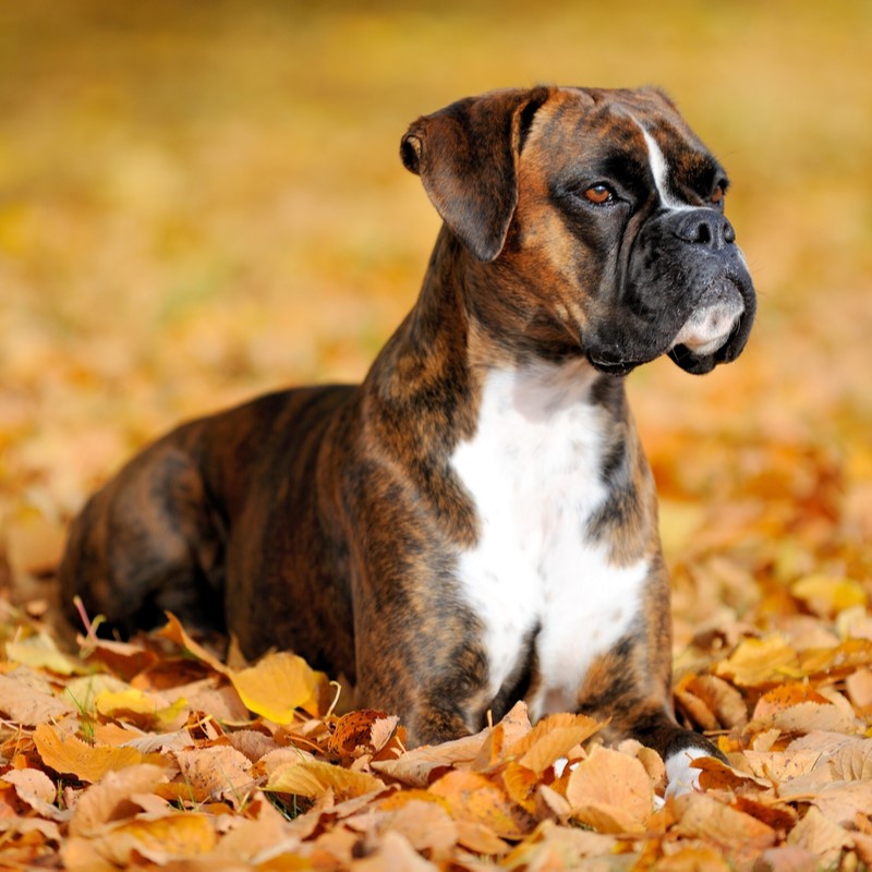 Looking for boxer breeders near me? Heres your guide!