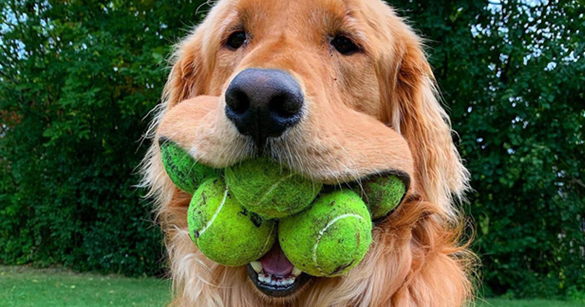 The Cute Symbolism of a Dog with a Tennis Ball