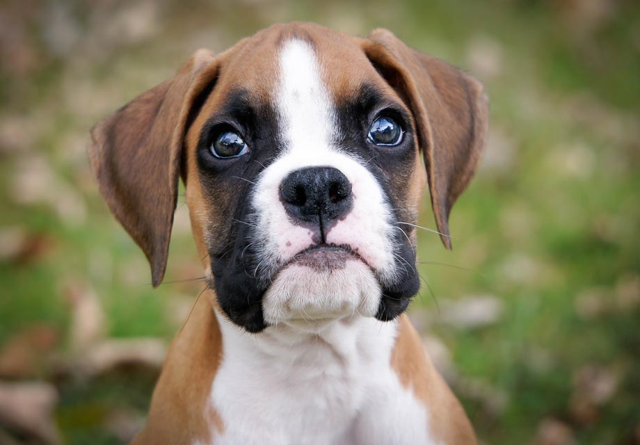 Looking for boxer breeders near me? Heres your guide!