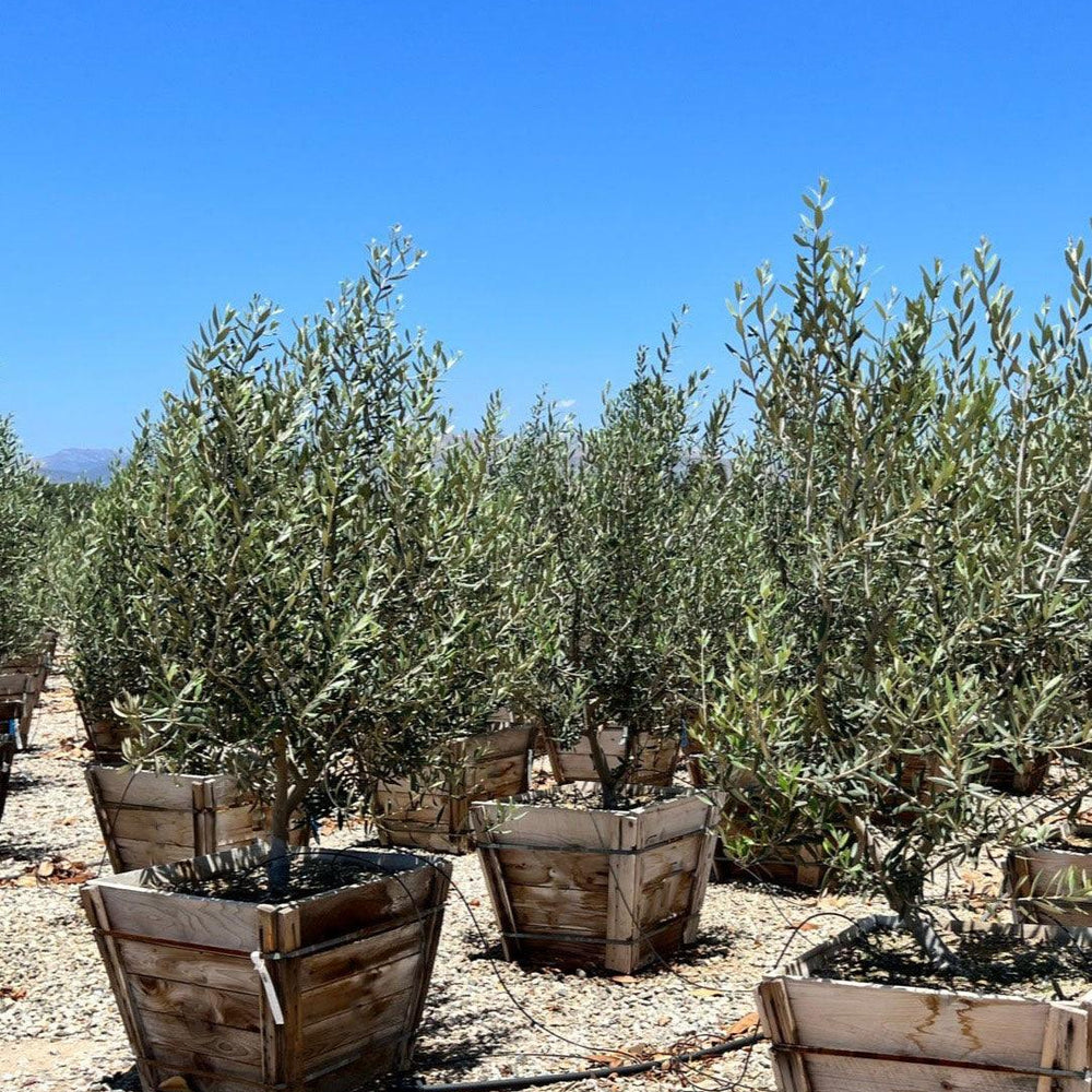 Best Places to Buy Olive Trees 36 Box Online Revealed Now