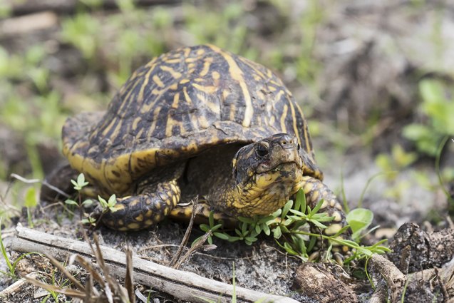 All About Florida Box Turtle: Simple Guide for Beginners