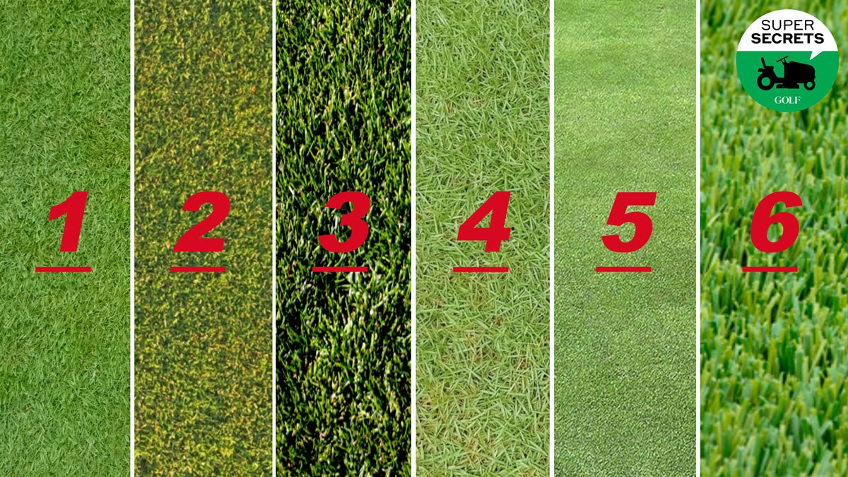 Want the Perfect Green? The Best Grass for Golfing You Need to Know