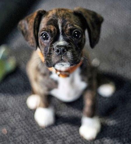 What is a Miniature Boxer? Everything You Need to Know About This Unique Breed