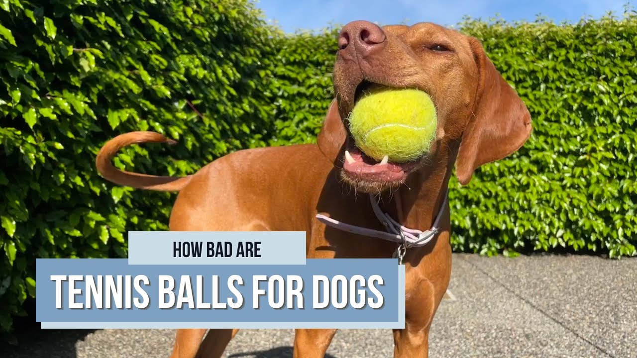 Are Tennis Balls Bad for Dogs?  Simple Guide for Dog Owners!