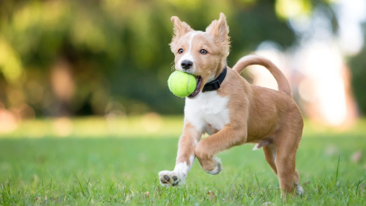 Are Tennis Balls Bad for Dogs?  Simple Guide for Dog Owners!