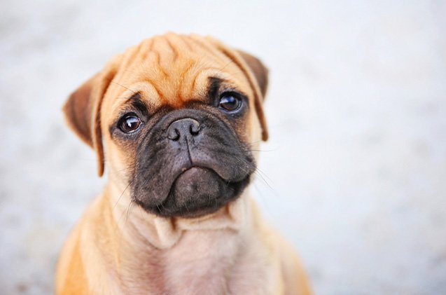 What is a Miniature Boxer? Everything You Need to Know About This Unique Breed