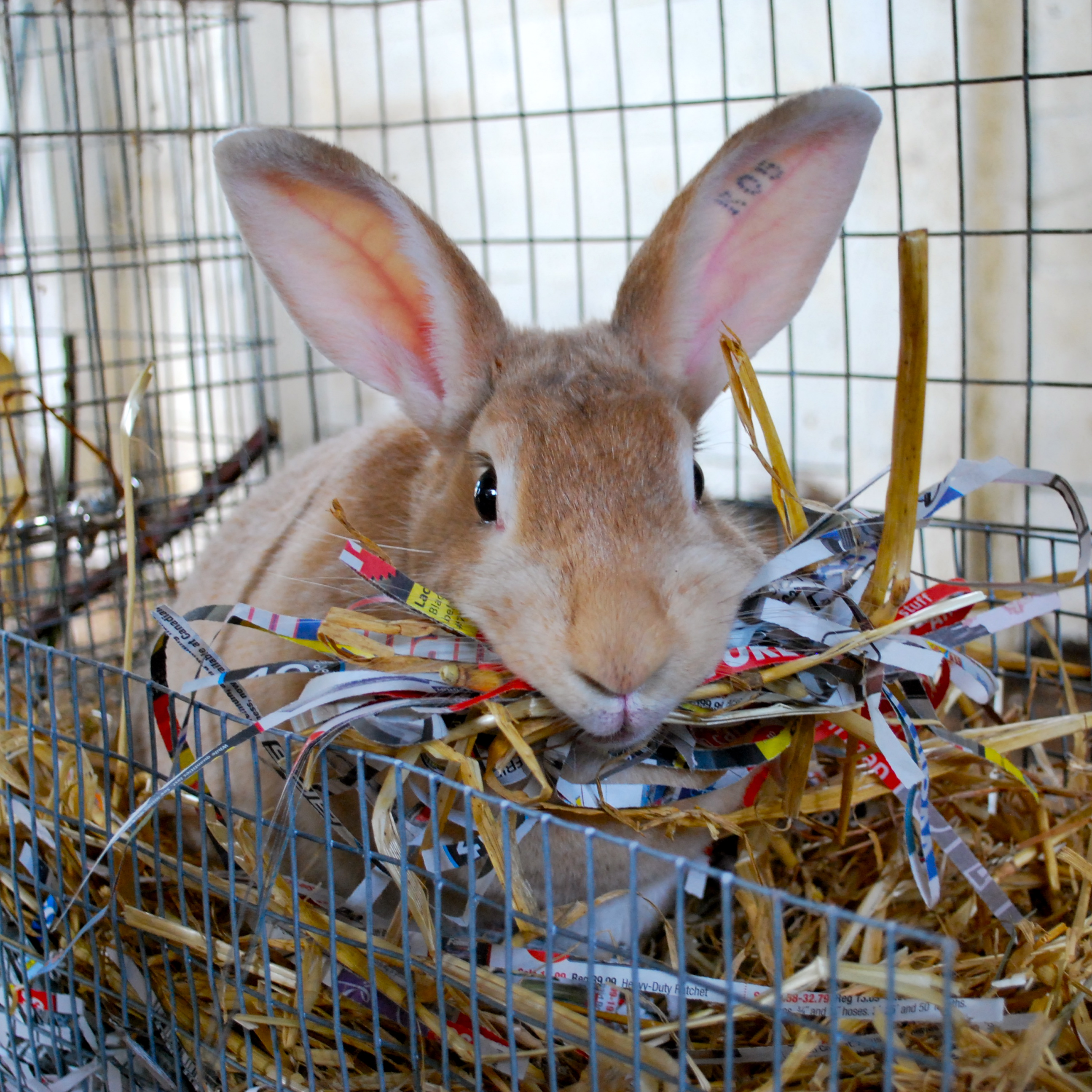 Rabbit Nesting Box: Easy Guide for Happy Bunnies!